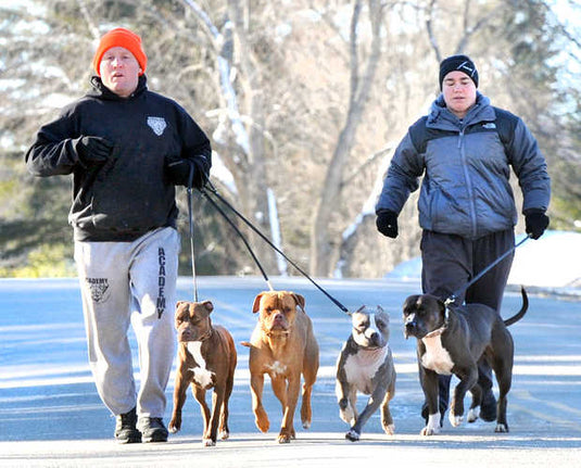Welcome to Next Level Dogs